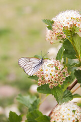 white butterfly on a blooming tree