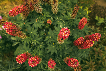 Redflowers in garden grate for floral background