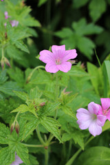 Fototapeta premium Pink Cranesbill Geranium flowers, Wargrave Pink, Geranium endressii blooming in Spring on a green leaf background