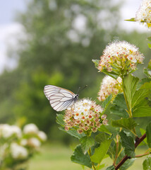 white butterfly on a blooming tree