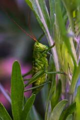 Green grasshopper on the leaves of a plant in spring. Drops of dew. Grasshopper. Macro photo. Drops. The texture of the green leaves of the plant. Raindrops. Spring landscape.