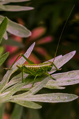 Green grasshopper on the leaves of a plant in spring. Drops of dew. Grasshopper. Macro photo. Drops. The texture of the green leaves of the plant. Raindrops. Spring landscape.