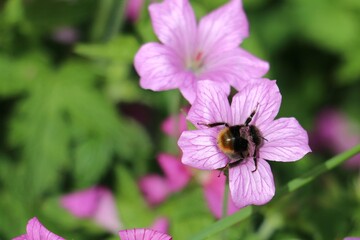 Bee, Bombus sp. collecting nectar and pollinating a Pink Cranesbill Geranium flower, Wargrave Pink, Geranium endressi