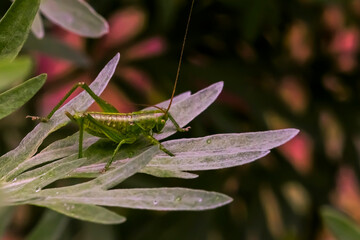 Green grasshopper on the leaves of a plant in spring. Drops of dew. Grasshopper. Macro photo. Drops. The texture of the green leaves of the plant. Raindrops. Spring landscape.