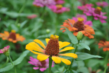 a yellow zinia in plot