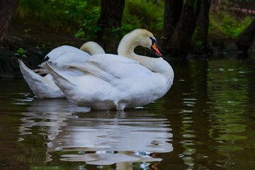 Naklejka na ściany i meble White swans on a pond in a park. Reflection of white birds in a lake. Green leaves of trees reflected in water. White feathers of birds. A pond with swans. Swans clean feathers and swim in a lake.