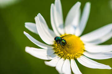 Mucha na kwiatku