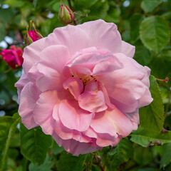 pink rose bush