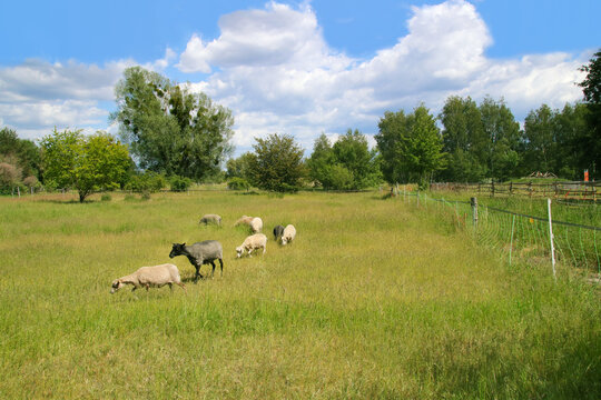 A sheep herd in Nuthe-Nieplitz Nature Park in federal state Brandenburg - Germany