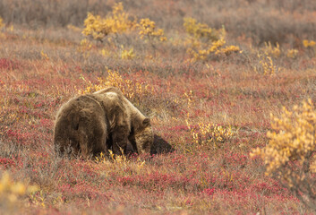 Grizzly Bear on the Tundra in Denali National Park Alaska in Autumn