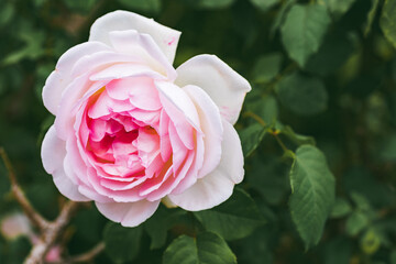 Pink Rose on the Branch in the Garden