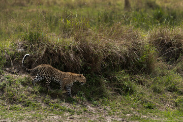 Leopard decending down a river channel at Masai Mara, Keny