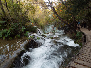 stream in the forest