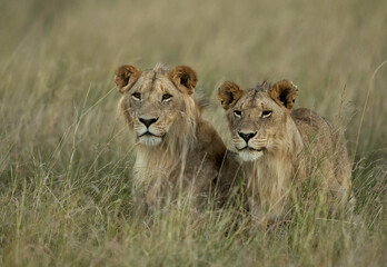 Fototapeta na wymiar A pair of lion in the evening hours at Masai Mara, Kenya