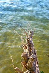 Dried pale colored tree trunk stump hangs over the water.
