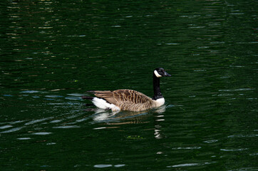 duck swimming in the morning river