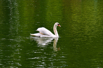 swan on the lake