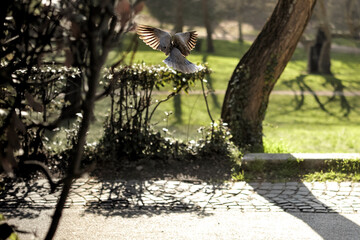 Flying pigeon in Borghese Park. Rome