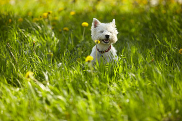 Funny dog in grass. dog and blooming dandelions.