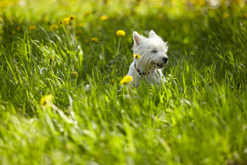 Funny dog in grass. West Highland White Terrier and blooming dandelions.