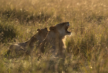 Lion yawning in the morning light at Masai Mara, Kenya