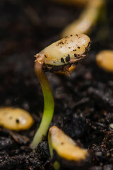 Seeds germinate on the soil. Green flax seed boring. Super macro photo. Seed surface texture. Planting flax seeds. Young bores. New plant life. The texture of black soil.