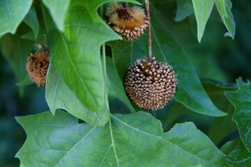 Beautiful sycamore tree with  brown berries.