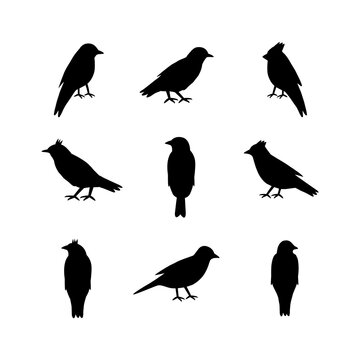Set of silhouettes of birds on white background