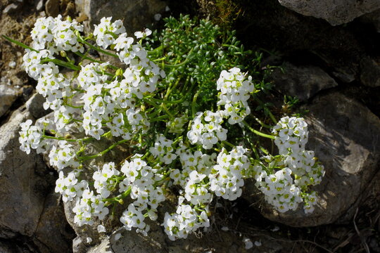 Alpen- Gamskresse, Pritzelago alpina ssp. alpina