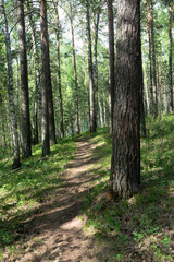 A dirt footpath in a summer pine forest.