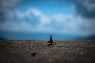 dradonfly silhouette and blue sky. Dragonfly is an insect belonging to the order Odonata, infraorder Anisoptera.
