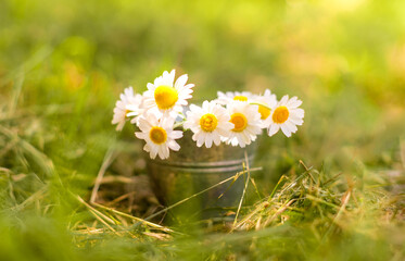 camomile in small metal bucket on the grass