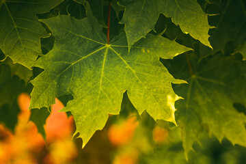 Green background of maple leaves ona tree. Beautiful natural light