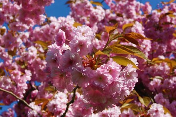 pink cherry blossom