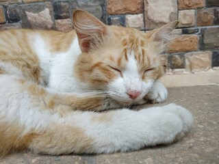 The cat sleeps on the floor