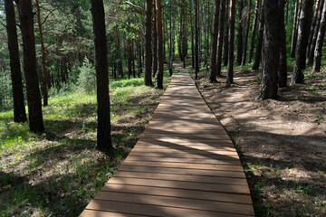 Obraz premium Forest path lined with wooden blocks.