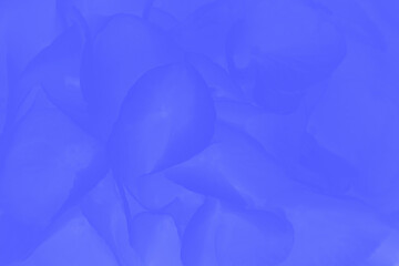 Blue abstract background with hydrangea or hortensia flowers pattern