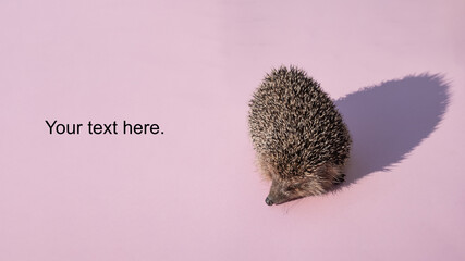 a small forest hedgehog on a pink background with a hard shadow in the shape of a heart, a Declaration of love, a prickly heart, a copy space for your text. © Владимир Феофанов