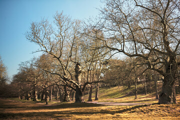 Park in Rome in early spring