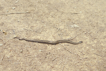 Serpent se déplaçant sur le sable .
