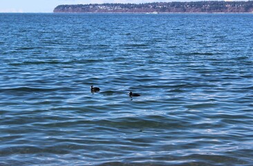 Fototapeta premium Surf scoters on the water in Semiahmoo Bay