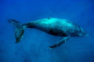 Fototapeta premium Blue whale swimming