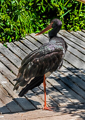 Black stork on the footbridge. Latin name - Ciconia nigra