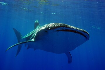 Whale Shark Swimming