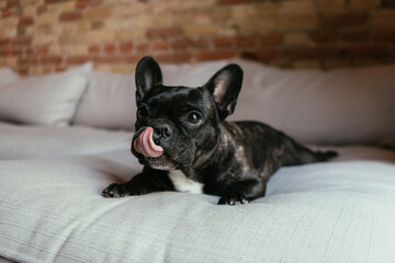 black french bulldog sticking out tongue while lying on sofa