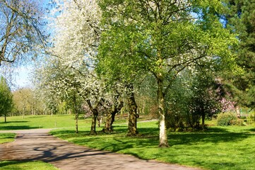 Naklejka na ściany i meble spring in the park
