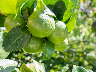 lime from the tree