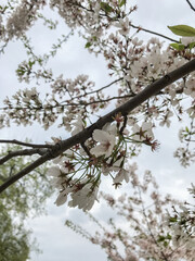 cherry blossom in spring