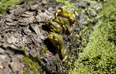 Frogs on a log, in a small pond, bask in the morning may sun. Moscow region. Russia.