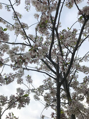cherry blossom tree branches against blue sky